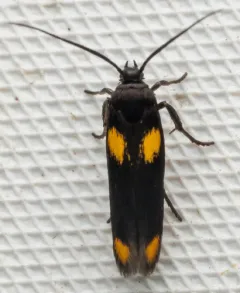 Scythris sinensis thumbnail 3
