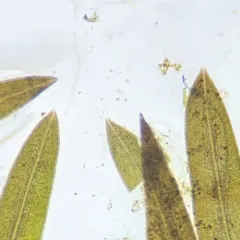 small pondweed thumbnail 4