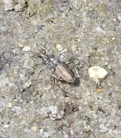 Margined Tiger Beetle thumbnail 1