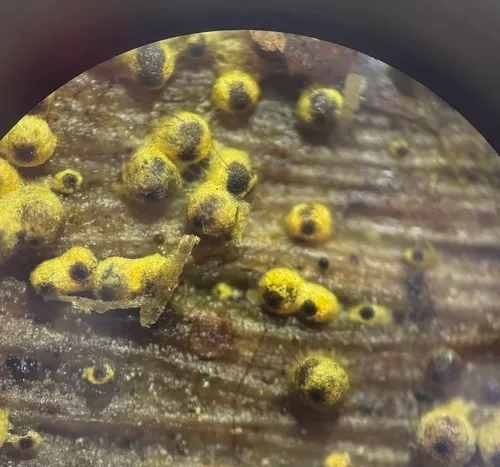 Cercophora sulphurella