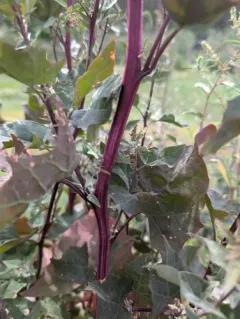 garden orache thumbnail 4