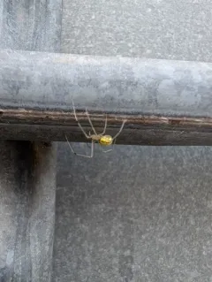 White Long-legged Cobweaver thumbnail 3