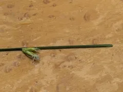 Torrey's bulrush thumbnail 2