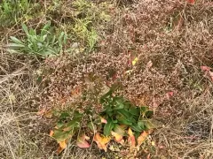 Western Marsh Rosemary thumbnail 1