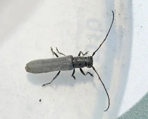 Oberea oculaticollis