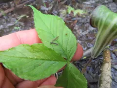 Pilaria quadrata thumbnail 2