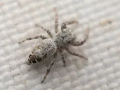 Pelegrina clemata thumbnail 2