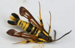 Ceanothus Borer Moth thumbnail 2