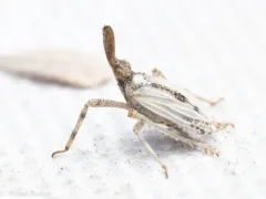 Scolops abnormis thumbnail 3