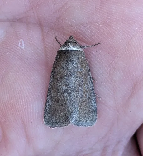 Brown Sallow