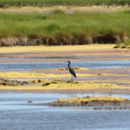 Little Blue Heron