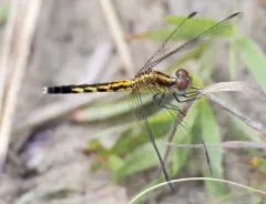 Little Blue Dragonlet thumbnail 4