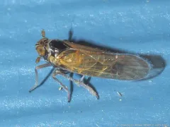 Javesella pellucida thumbnail 3