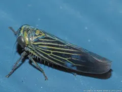 Limotettix nigrax thumbnail 4