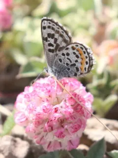 Bauer's Blue thumbnail 4
