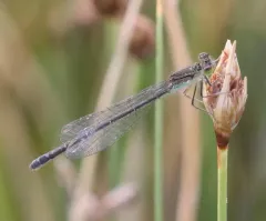 Black-fronted Forktail thumbnail 4