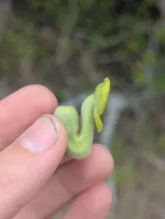 woolly Dutchman's pipe thumbnail 1