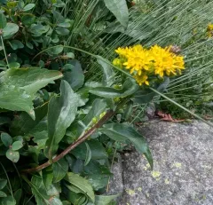Cutler's goldenrod thumbnail 4