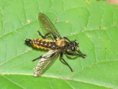 Silky Laphria thumbnail 2
