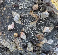Japanese Oyster Drill thumbnail 4