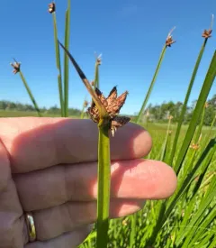 American three-square bulrush thumbnail 2