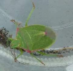 Red-shouldered Stink Bug thumbnail 4