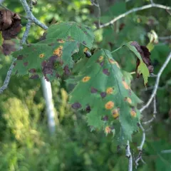 Cedar-Hawthorn Rust thumbnail 1