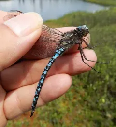 Azure Darner thumbnail 4