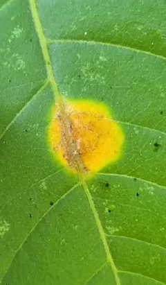 Puccinia windsoriae thumbnail 2