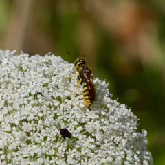 Philanthus crabroniformis thumbnail 3