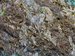 Coilodesme californica thumbnail 4