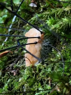 Pandora phalangicida thumbnail 4