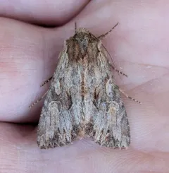 Apamea antennata thumbnail 1