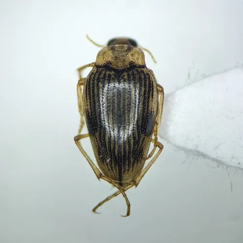 Brychius pacificus