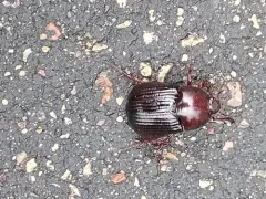 Aphonus tridentatus thumbnail 4