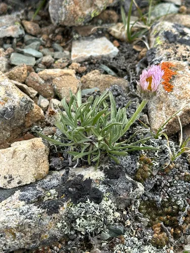 Lackschewitz's Fleabane
