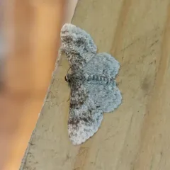 Unadorned Carpet Moth thumbnail 2