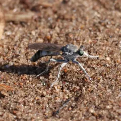 Three-banded Robber Fly thumbnail 2