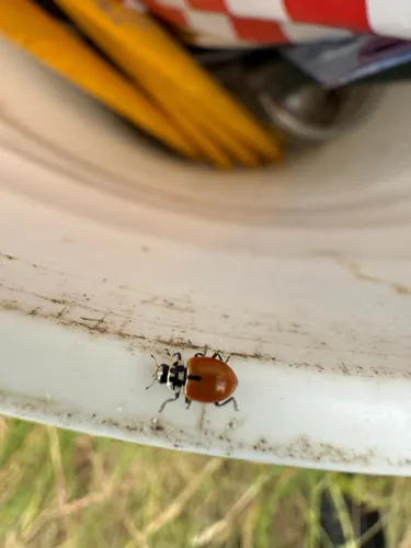 Crescent Lady Beetle