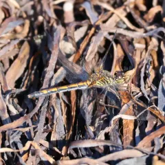Seaside Dragonlet thumbnail 1
