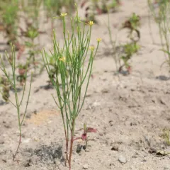 pineweed thumbnail 4