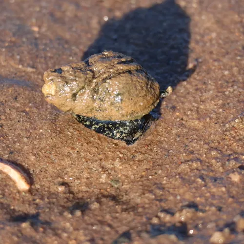 Eastern Mudsnail