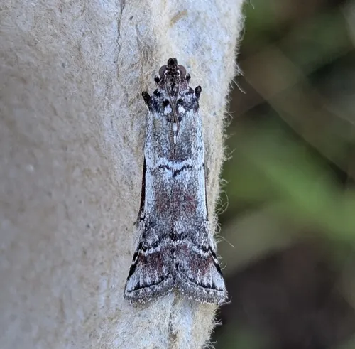 Ambesa laetella