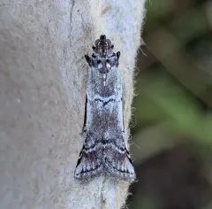 Ambesa laetella thumbnail 1