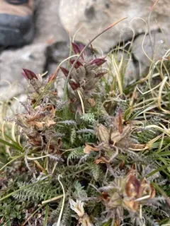 Mountain Lousewort thumbnail 3