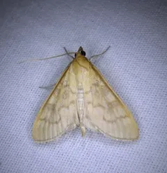 Orange-toned Mecyna Moth thumbnail 4