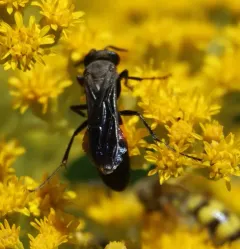 Stizoides renicinctus thumbnail 4