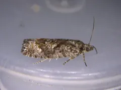 Purple-striped Shootworm Moth thumbnail 4