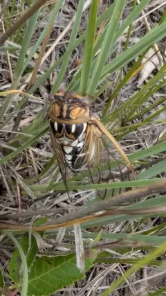 Cole's Bush Cicada thumbnail 3