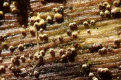 Cercophora sulphurella thumbnail 2